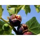 Саженец инжира "Блэк Джек" Саженец инжира "Блэк Джек"